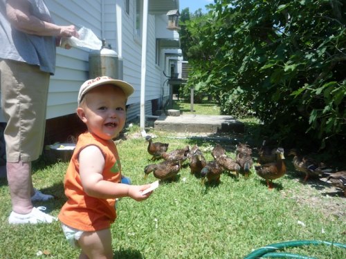 Brody with the ducks in great-granny's yard, 2009.